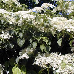 Hortnsia trepadeira